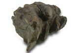 Fossil Woolly Mammoth Molar - Siberia #377766-3